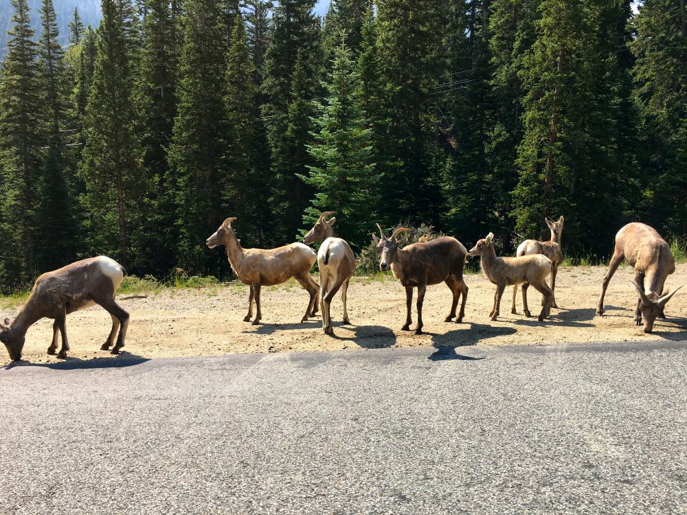 Mount Evans Loop (10)