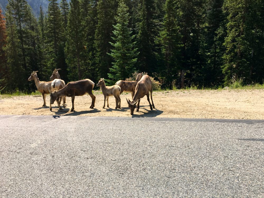 Mount Evans Loop (11)
