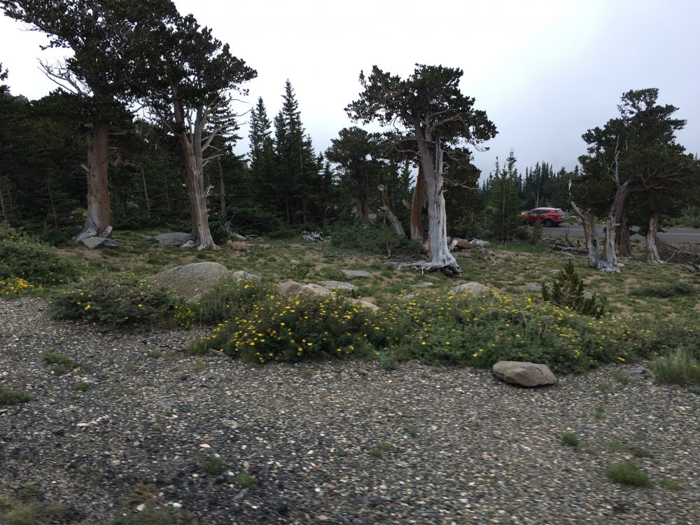 Mount Evans Loop (29)
