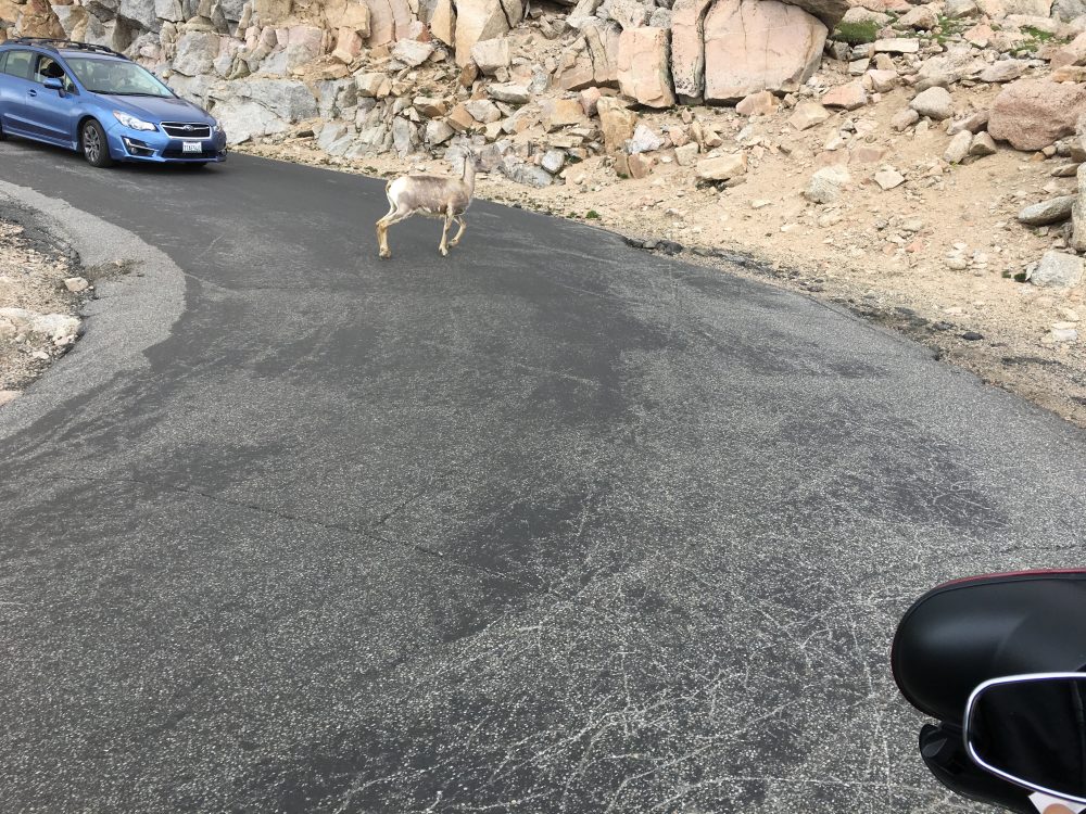 Mount Evans Loop (53)