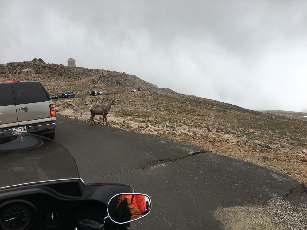 Mount Evans Loop (62)