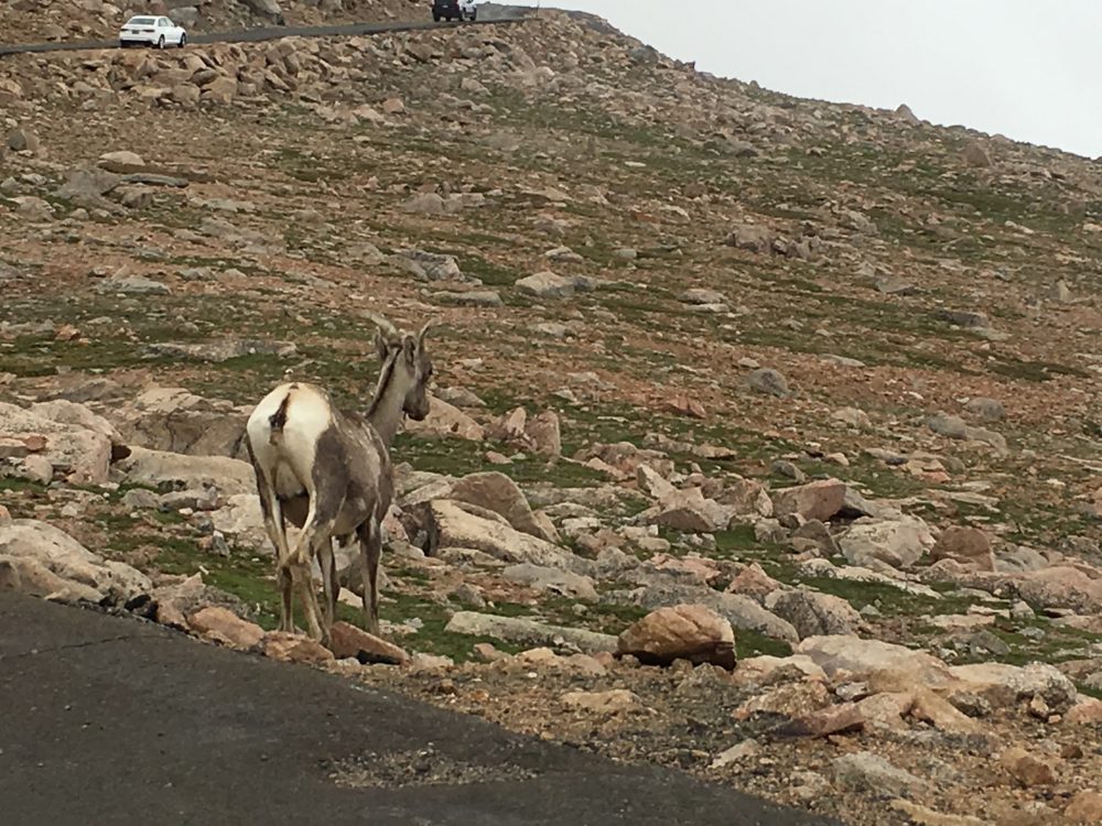 Mount Evans Loop (63)