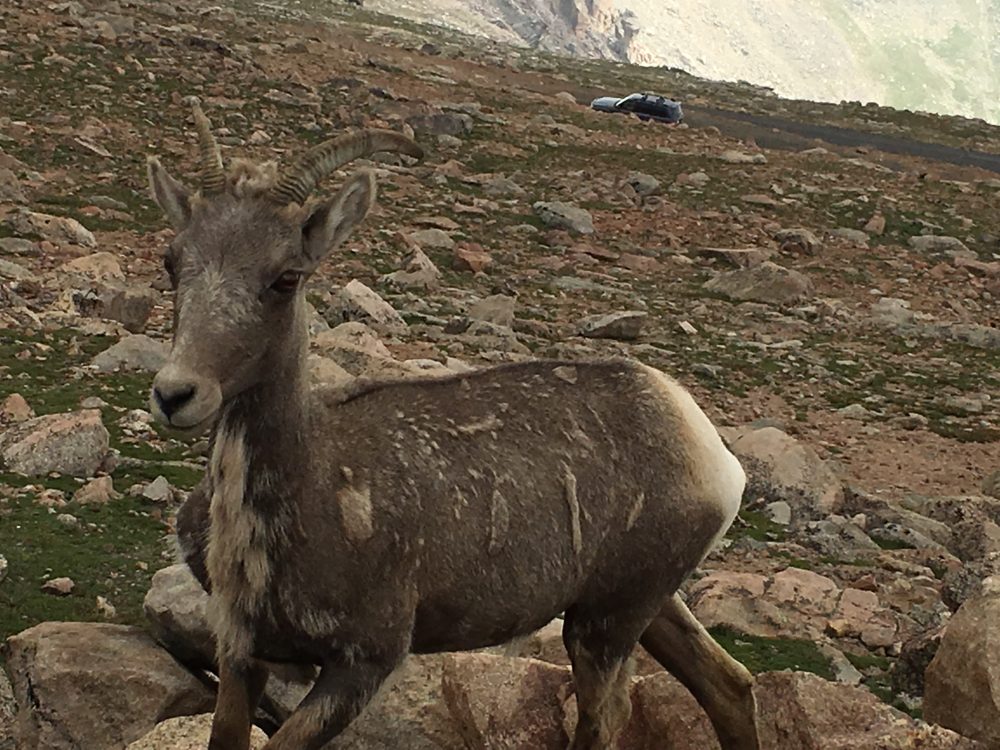 Mount Evans Loop (64)