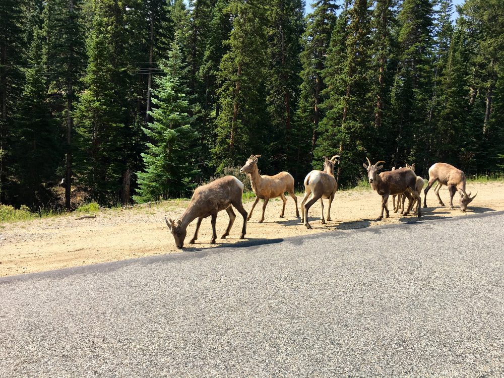 Mount Evans Loop (9)